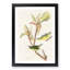 Kentucky Warbler Birds by John Audubon - Picture Frame Painting Print-55609793-55609795
