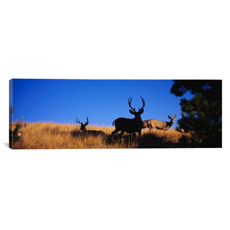 Bless international 'Five Mule Deer in a Field, Montana' Photographic ...