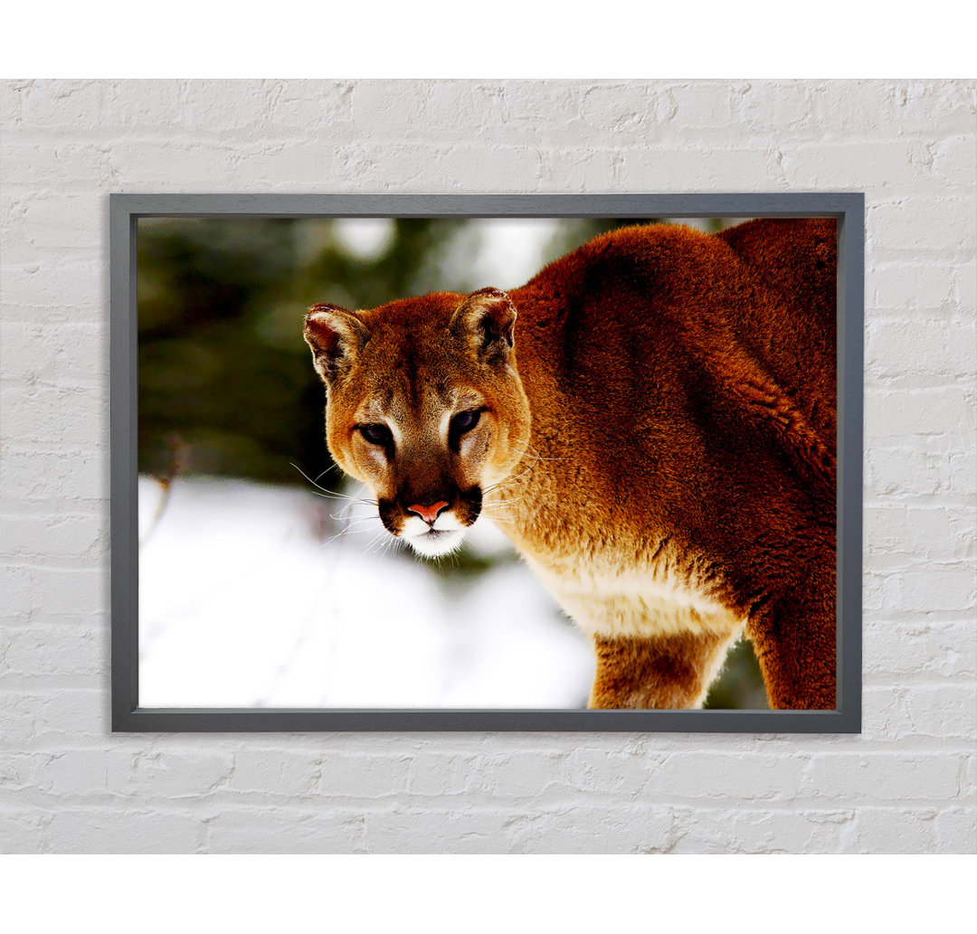 Florida Panther In The Snow - Einzelbildrahmen Kunstdrucke auf Leinwand