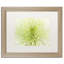 « lime light spider mum », reproduction de photo sur toile encadrée-32709829-32709831