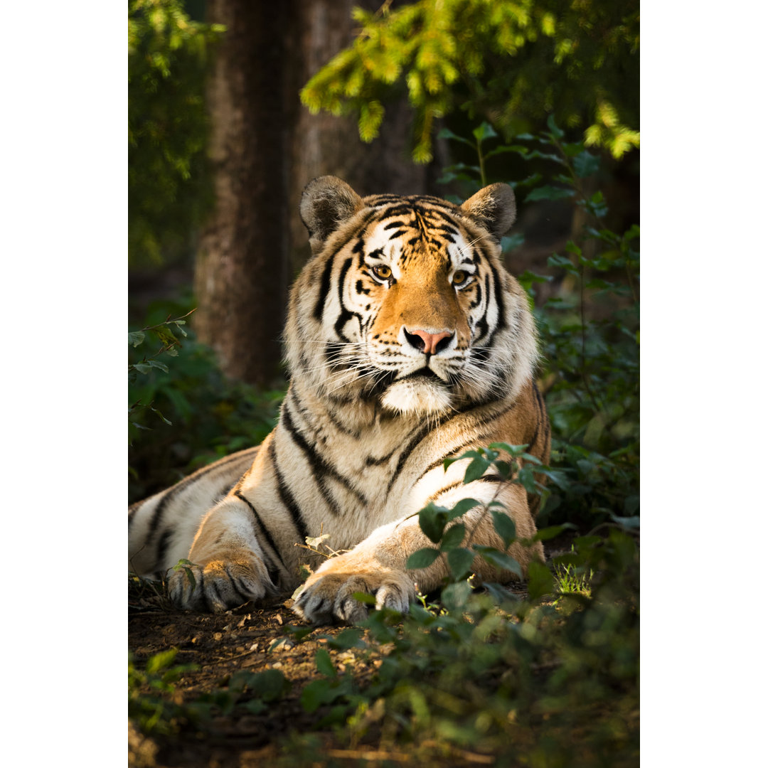 Ruhender Tiger im Wald von Zoran Kolundzija - Kunstdrucke auf Leinwand