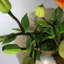Damaiya Handmade Glass Table Vase-1888907126