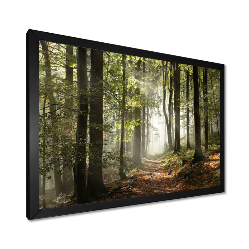 «Green Fall Forest with Sun Rays - Forest», reproduction de photo, Impression encadrée, Noir, H 24 po x l 32 po