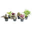 6 Piece Costa Farms Live Mini Foliage Collection Low Maintenance Plant in Nursery Pot