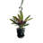 Live Rattlesnake Calathea Plant in Hanging Pot