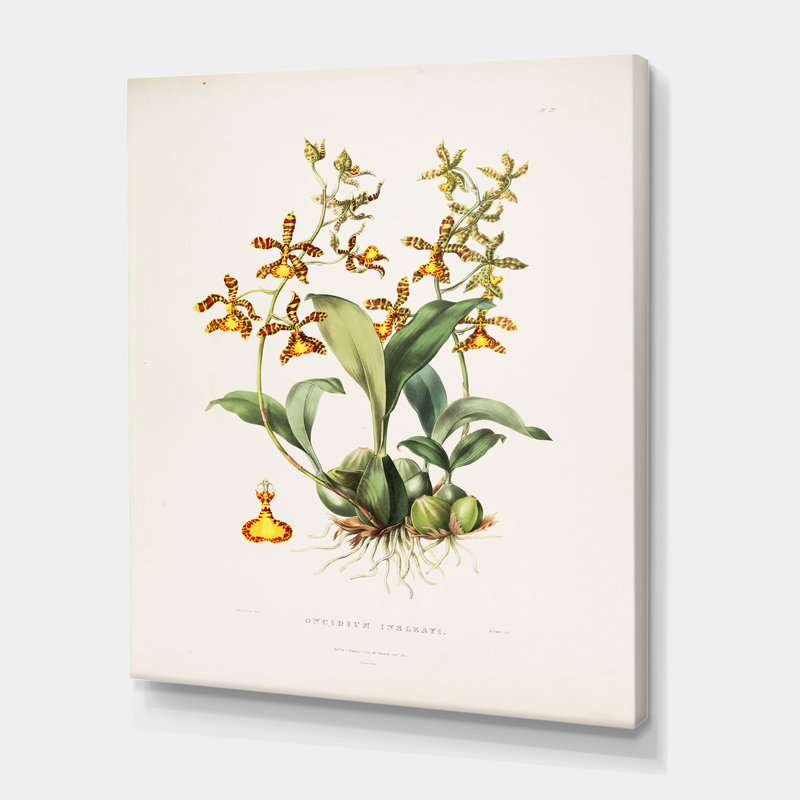 " Vintage Flower I " Painting Print, Wrapped Canvas, 32" H x 24" W x 1" D