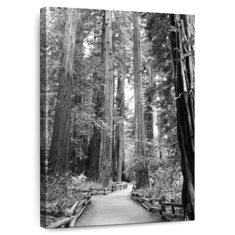 Alvord Tree Path I, H 24 po x l 16 po