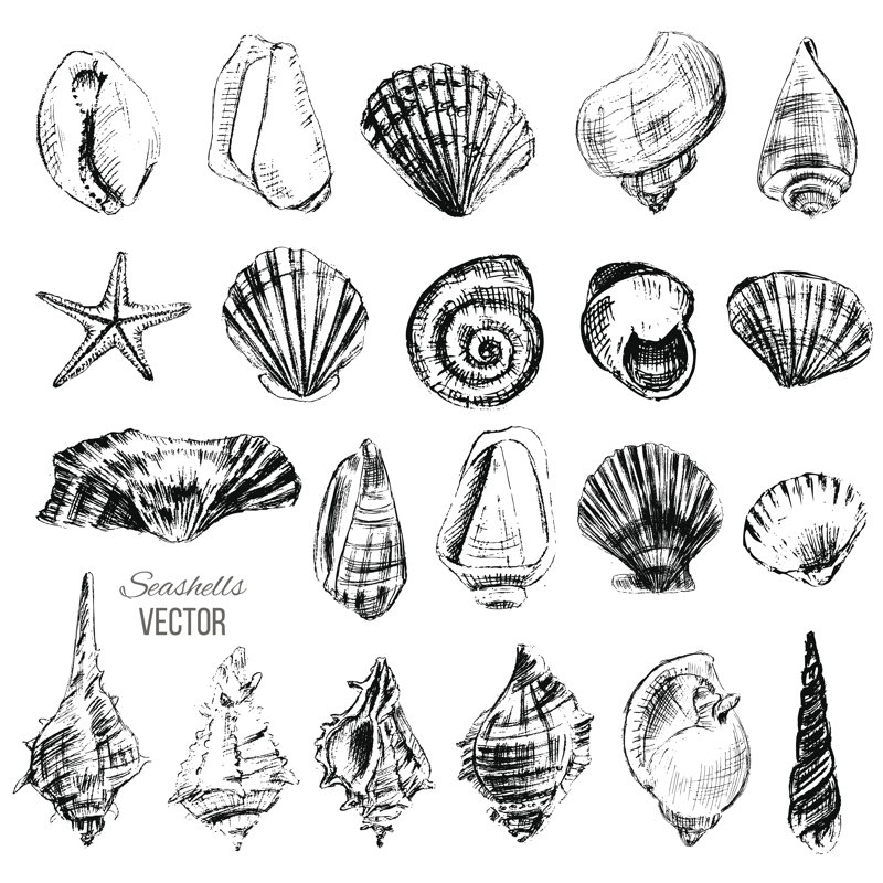 Seashell Sketch by M-e-l - Wrapped Canvas Print, 30cm H x 30cm W x 3.8cm D