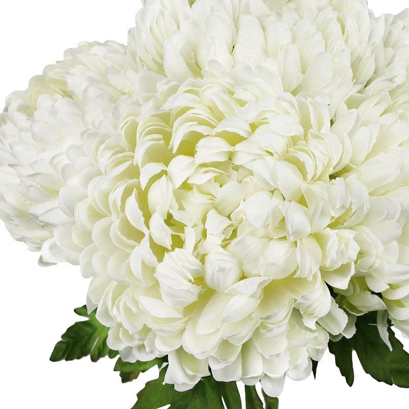 Chrysanthème buisson, Blanc crème