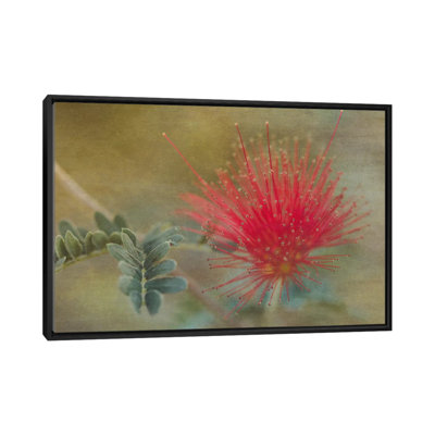 " Baja Fairy Duster " by Don Schwartz