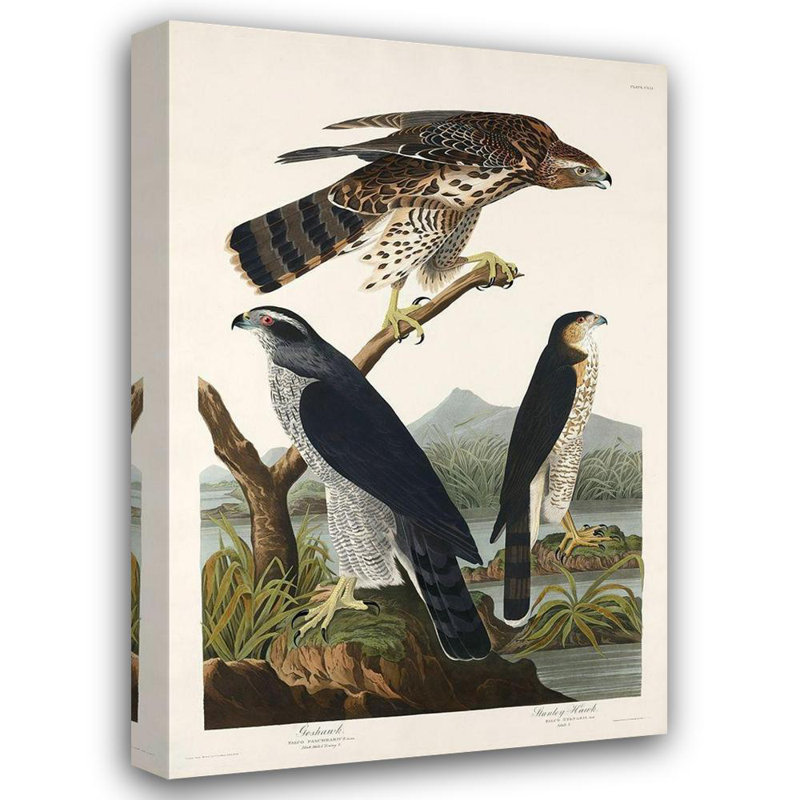 Lark Manor ™, art sur toile tendue de la galerie John James Audubon, Goshawk et Stanley Hawk 53419, H 48 po x l 33 po
