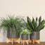 Comprend des pots de fleurs pour porte-plantes-1596593679