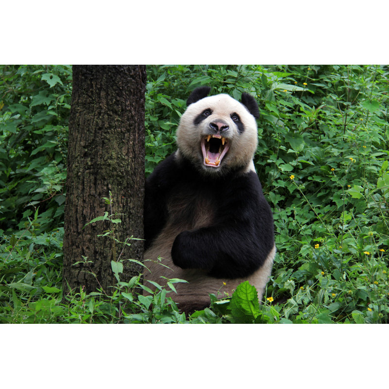 Yawning Panda Bear by Goddard_Photography - Wrapped Canvas Print, 81cm H x 122cm W x 3.8cm D