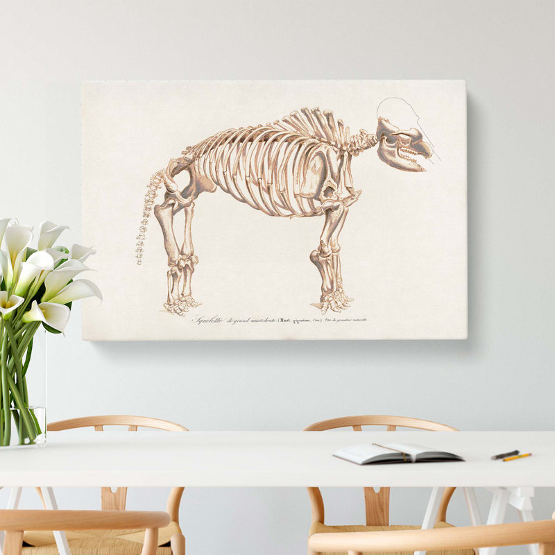 Mammoth Skeleton by Charles D Orbigny - Wrapped Canvas Drawing - Wrapped Canvas, 35cm H x 50cm W x 3cm D