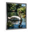 Cygne refuge dans un lac tropical - décoration murale animaux cygnes-134111745-97170862