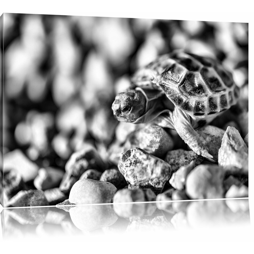 Leinwandbild Kleine Schildkröte in Monochrom