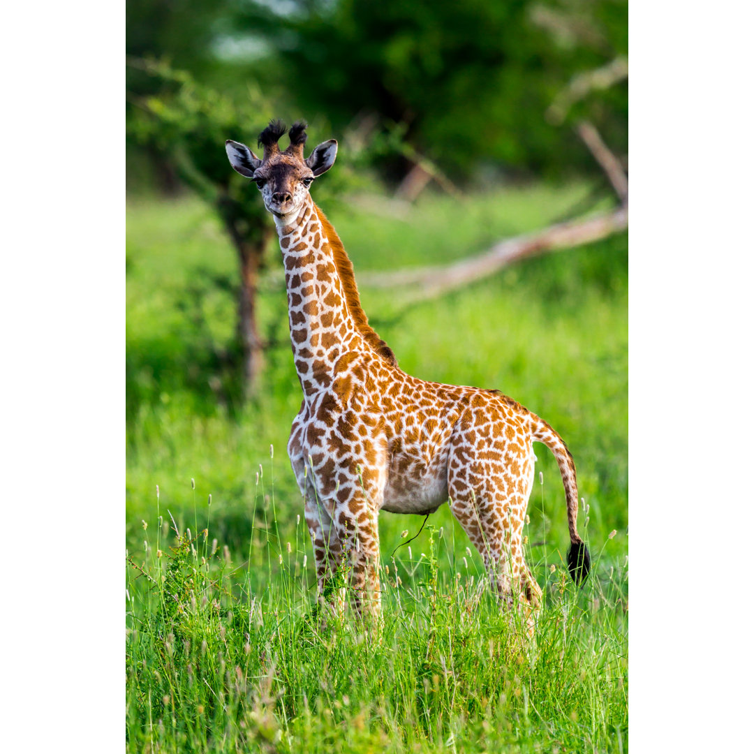 Baby Giraffe von 1001slide - Kunstdrucke auf Leinwand ohne Rahmen