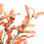 Branches de feuilles de pamplemousse 38 po