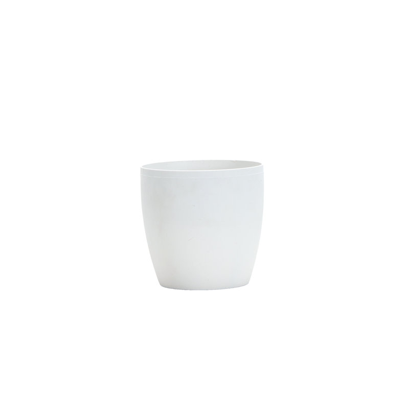 Marble Queen Pothos Plant in Pot, White