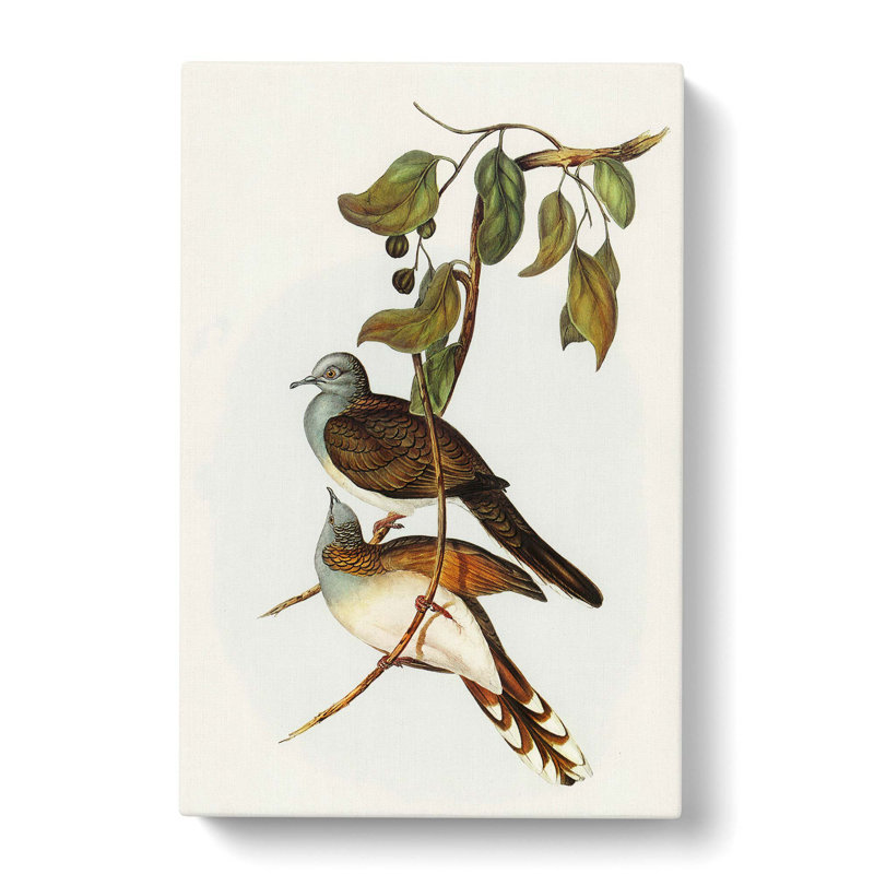 Barred Shouldered Ground Doves by Elizabeth Gould - Wrapped Canvas Painting, 50cm H x 35cm W x 3cm D