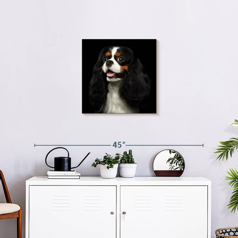 Crowle King Charles Spaniel Pup, H 20 po x l 20 po