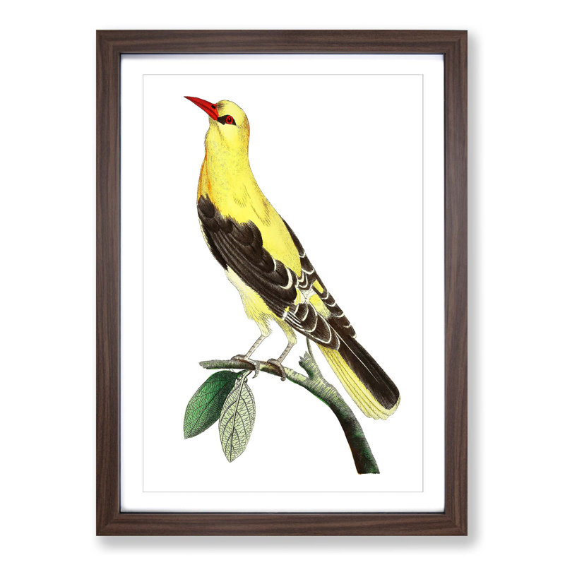 Golden Oriole Bird by George Shaw - Framed Print, 48cm H x 36cm W x 2cm D, Walnut Framed