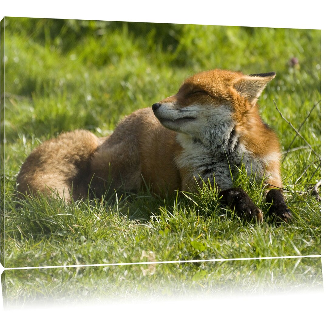 Leinwandbild Kleiner Fuchs auf Wiese