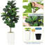 150cm Plant