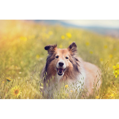 " Shetland Sheepdog In A Flower Field "