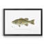 Large Bass Mouthed Black Bass - reproduction d'art sur toile encadrée-784726675-784726674