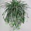 62 cm H Faux Plant