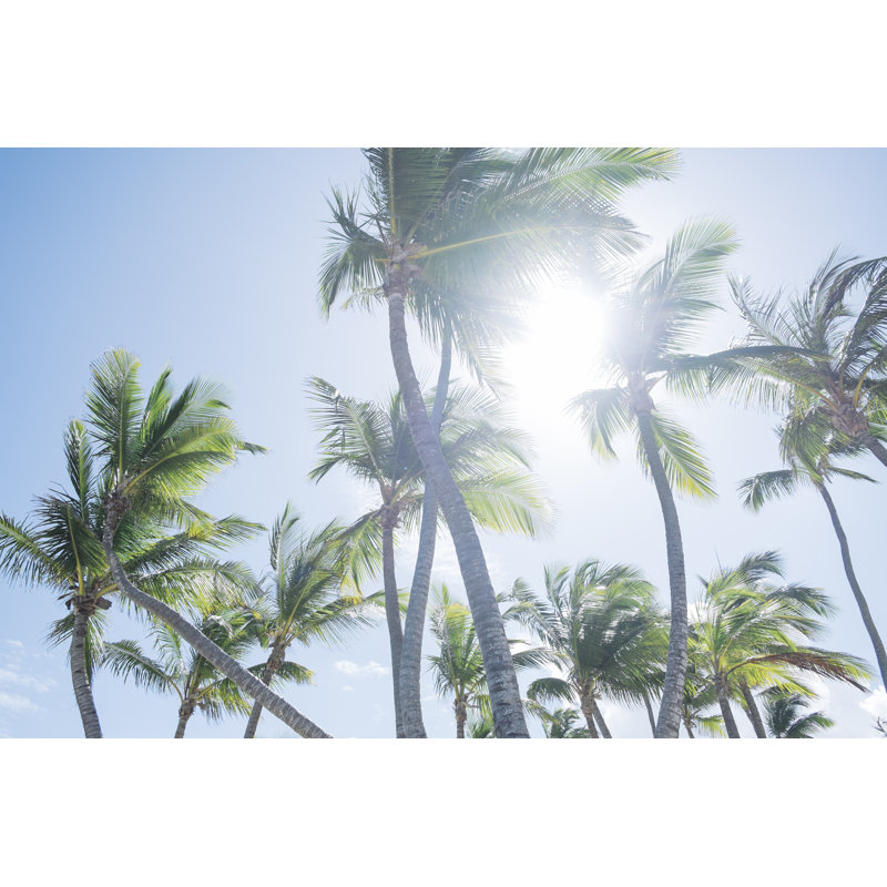 Palm tree leaves, 51cm H x 76cm W