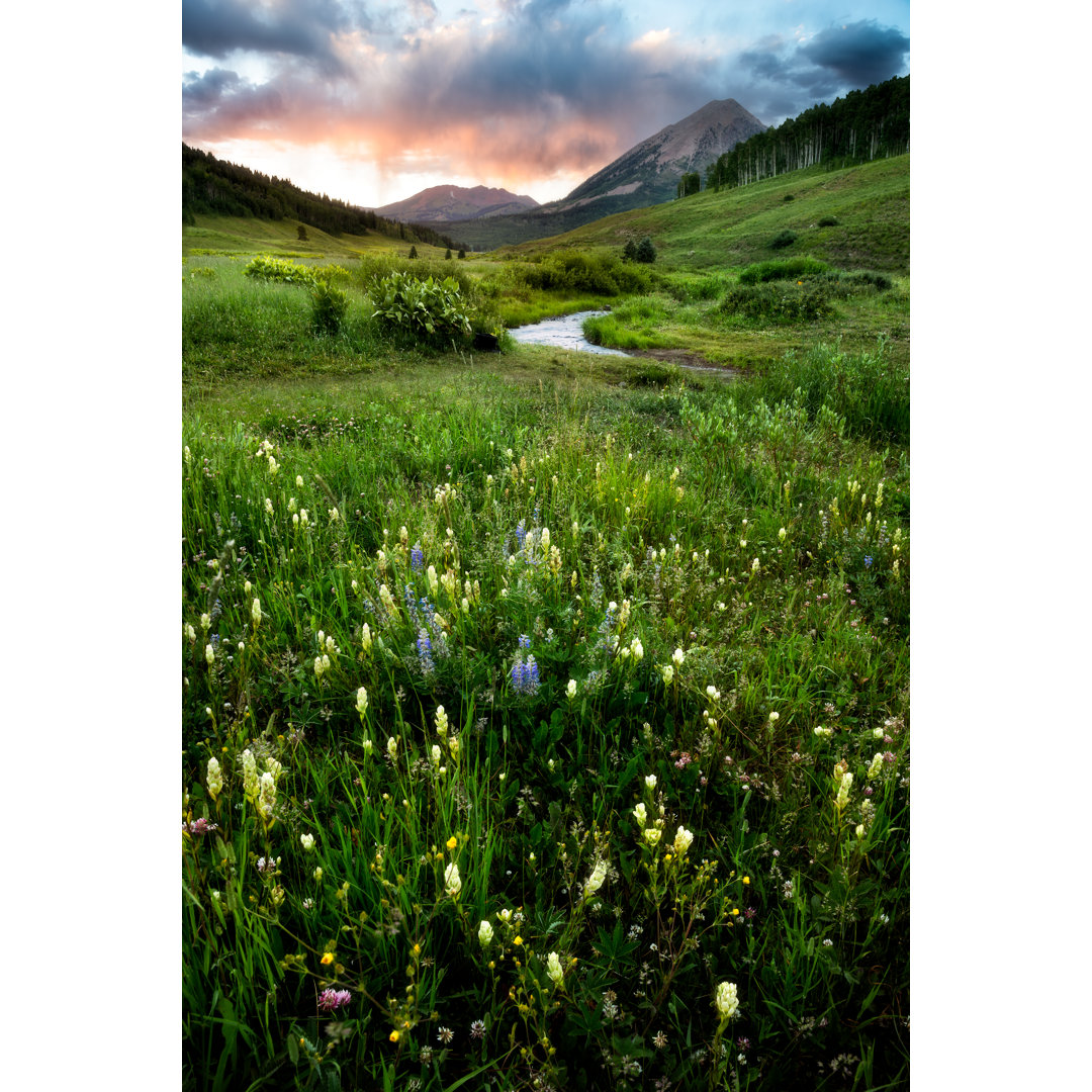 Wildblumen in Crested Butte