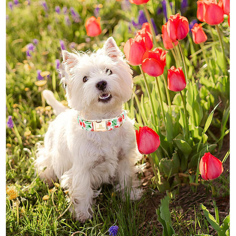Collier pour chien Collier pour chien avec fleur Printemps Été Colliers mignons pour chien ou fille Colliers pour chien doux et durables réglables pour chien