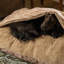 Lit terrier Pendleton-126517497-126517498