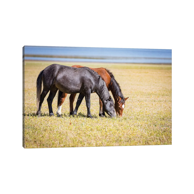 USA, Colorado, San Luis. Wild Horse Adults Grazing. by Jaynes Gallery - Wrapped Canvas Print, 20.32cm H x 30.48cm W