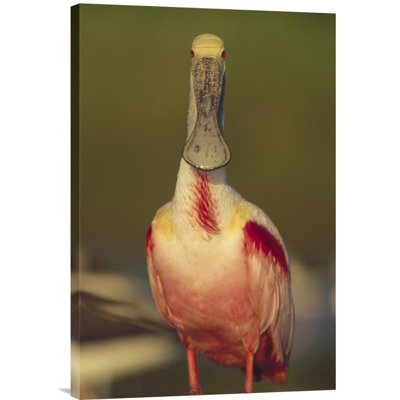 " Roseate Spoonbill Adult "