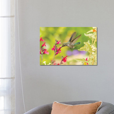 USA, Arizona, Desert Botanic Garden. Feeding hummingbird. 1 Piece Wrapped Canvas Wall Art
