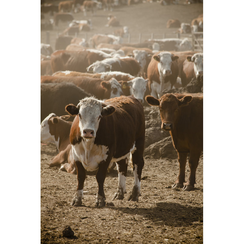 Bovin Hereford par Mauro_Scarone, H 18 po x l 12 po
