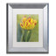 " Rembrandt Tulip "-32709226-32709229