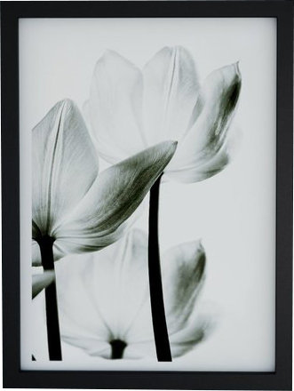 « translucide tulipes iii », impression, Papier encadré noir, H 32 po x l 24 po x P 1 po