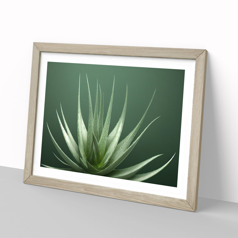 Stunning Aloe Vera Plant - Single Picture Frame Print, 46cm H x 64cm W x 2cm D, Oak