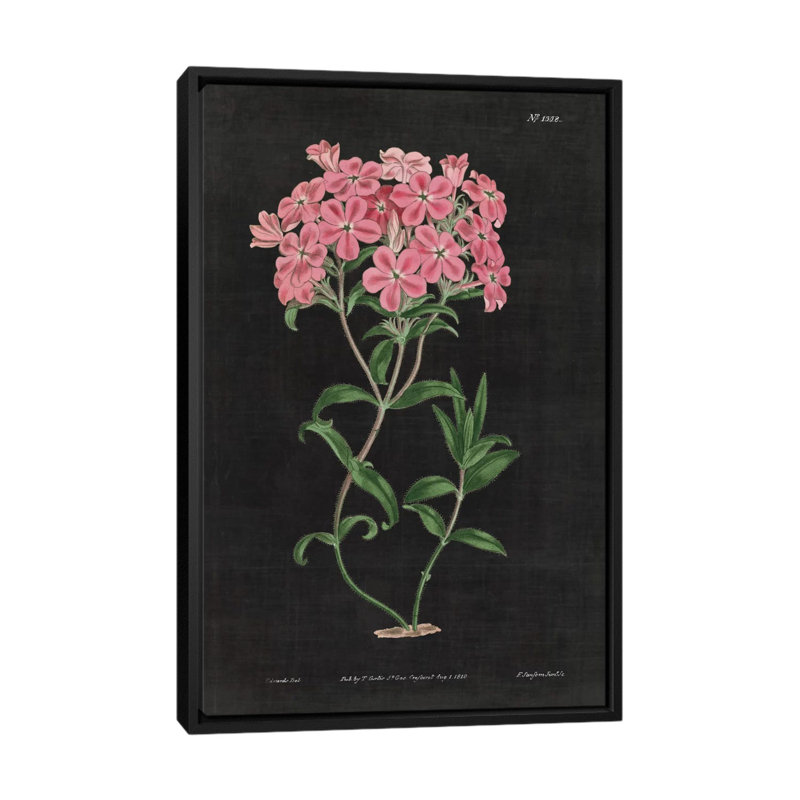« botanique chart vi », impression sur toile tendue, H 60 po x l 40po x P 1,5 po, Toile avec cadre noir, Pas de tapis