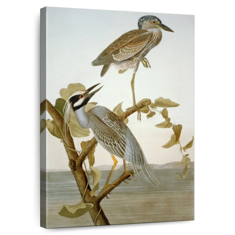 Brampt Yellow-Crowned Heron, 36" H x 24" W
