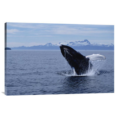 " Humpback Whale Breaching, Southeast Alaska "