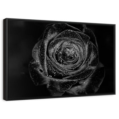 Black Baccara Rose