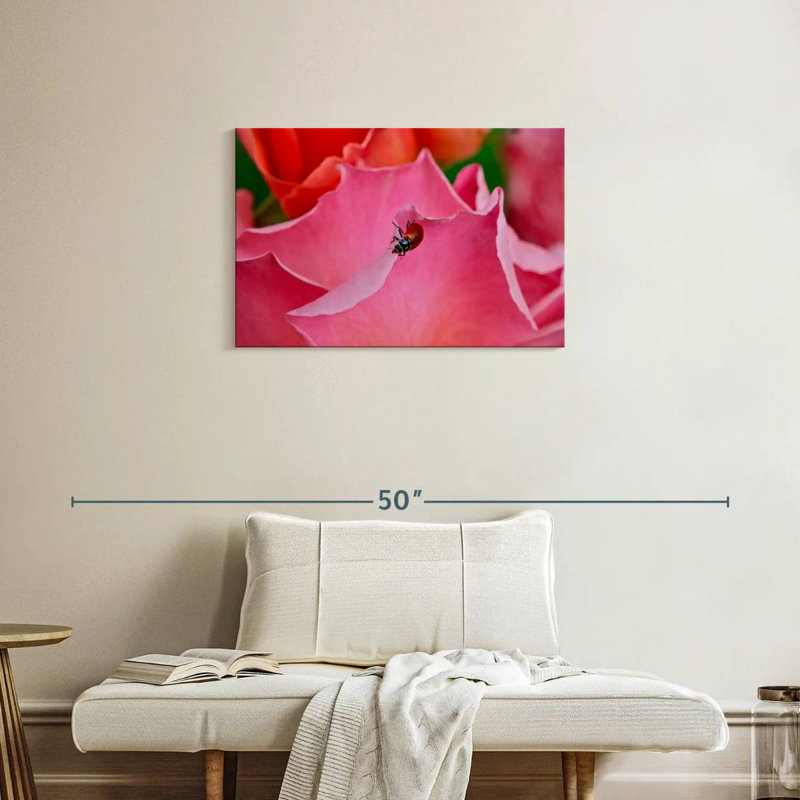 Coccinelle Brampt sur une rose I, H 20 po x l 30 po