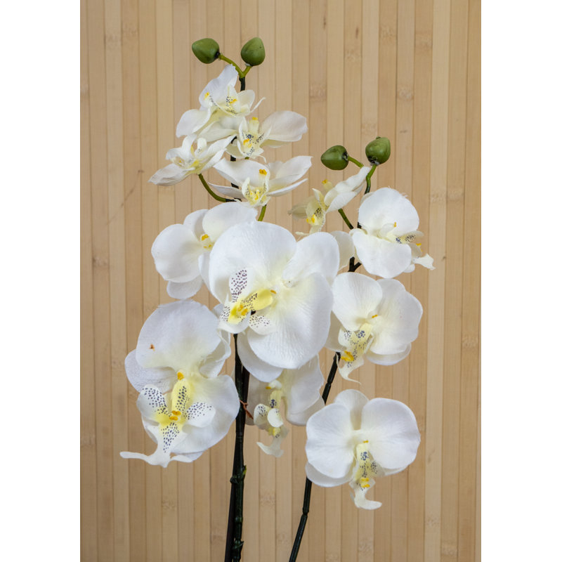 Orchid Arrangement in Pot