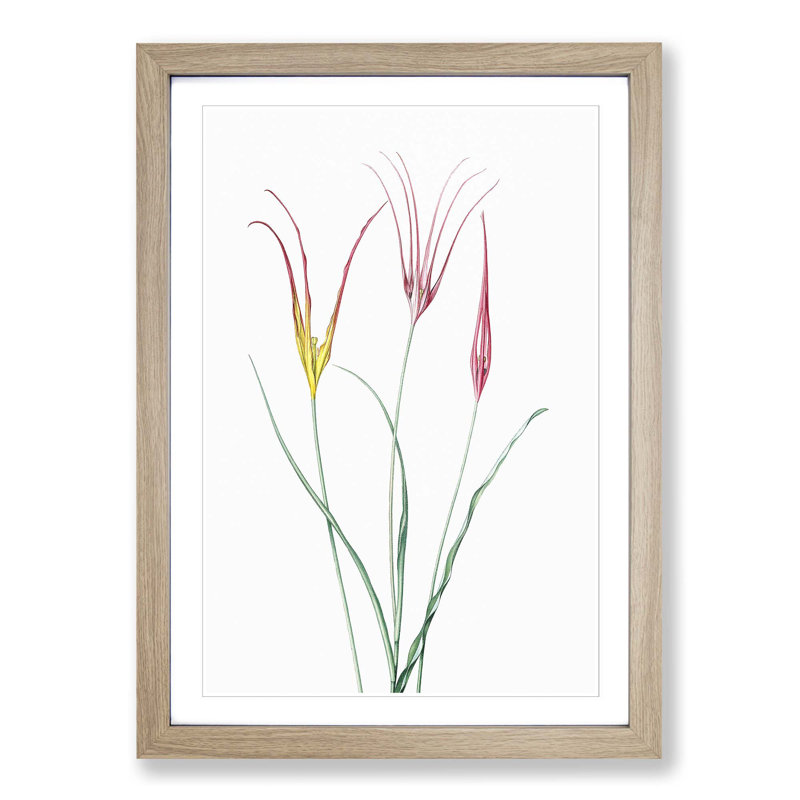 Horned Tulip Flowers by Pierre-Joseph Redoute - Picture Frame Painting Print, 65cm H x 48cm W x 2cm D, Oak Framed