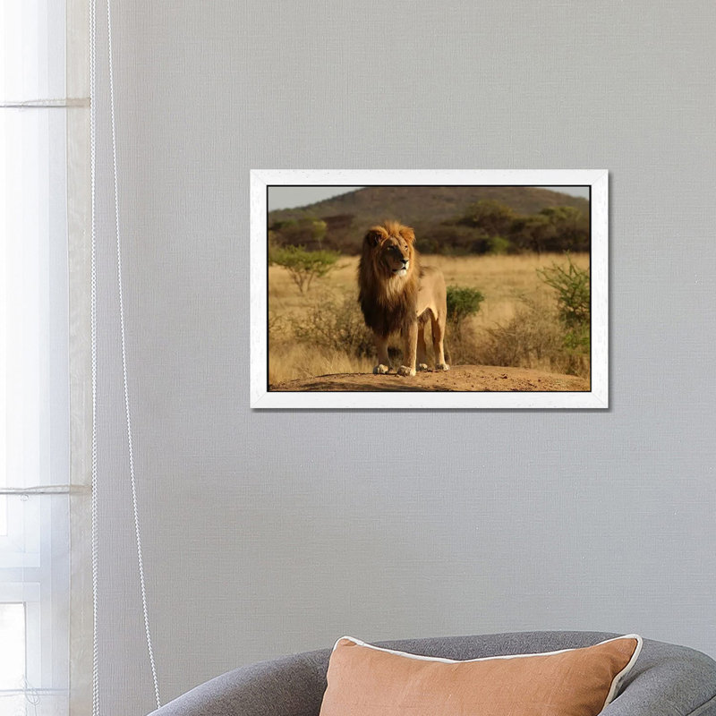 African Lion - Print on Canvas, 66.04 cm H x 45.72 cm W, White Floater Framed